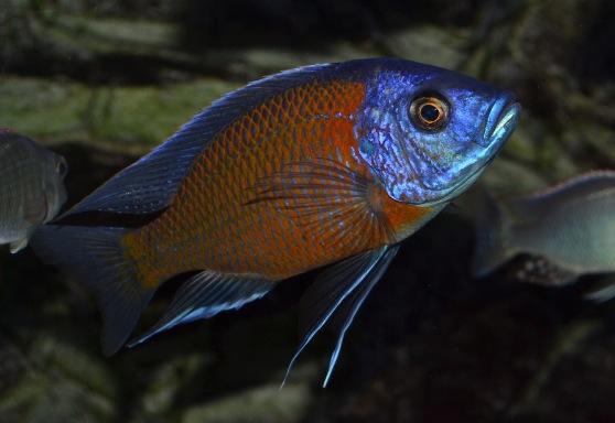 Copadichromis borleyi 'Kadango'